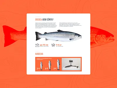 Mastering the Art of Incorporating Fish Silhouettes 🐟 brandidentity branding composition corporate website design desktop fish graphic design illustration landing page salmon tilda ui ux ui web web design web development web site webdesign website