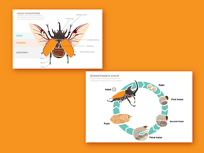 Dynastinae’s Child beetle dynastinaes graphic design illustration illustrator interactive rhinoceros beetle typography vector vector illustration