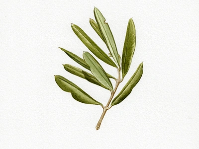 Olive Branch artwork botanical brown green handmade illustration leaf leaves olive olive branch painting traditional art watercolour