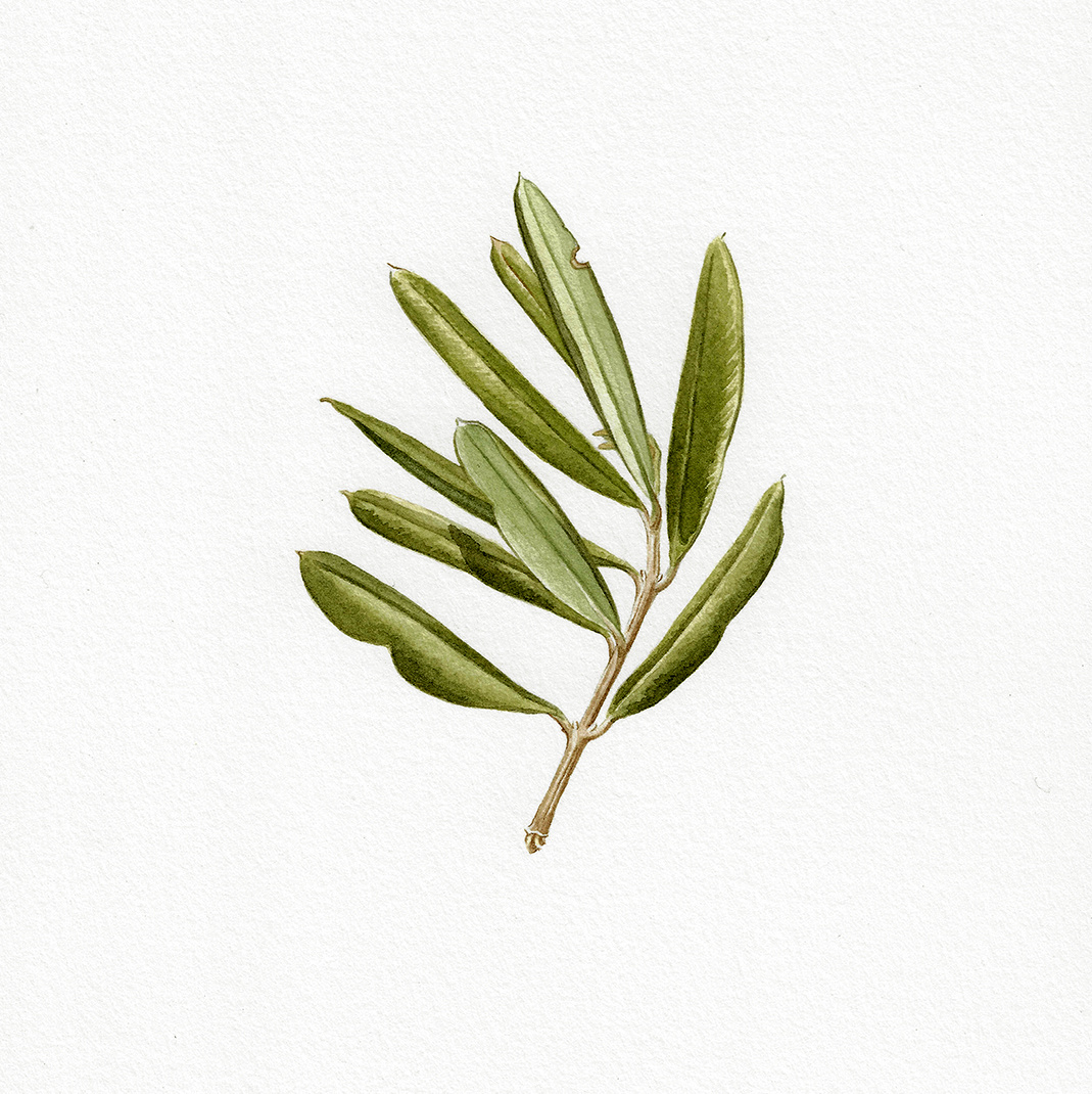 Example of Olive Branch
