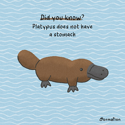Platypus does not have a stomach cartoon did you know digital art digital illustration drawing fun fact illustration platypus procreate