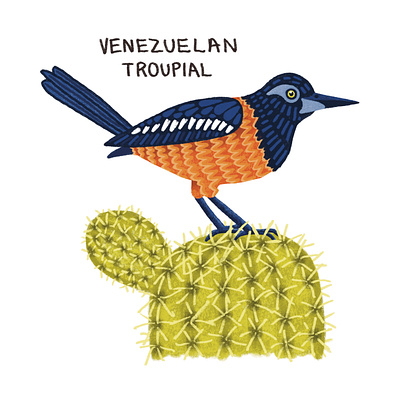 Venezuelan Troupial adorable animals artwork birds colorful cute digital art illustration nature nature illustration procreate textured wildlife wildlife illustration