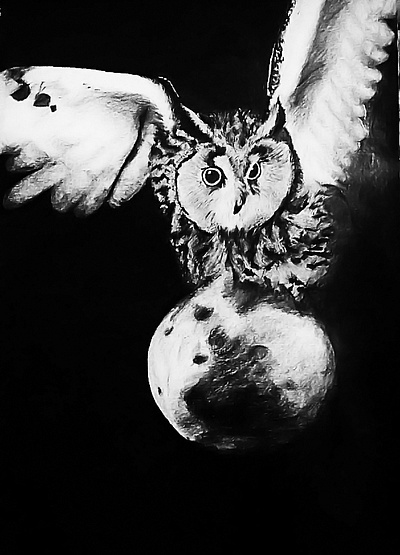 buho animl art artist draw illustration nature owl pencil