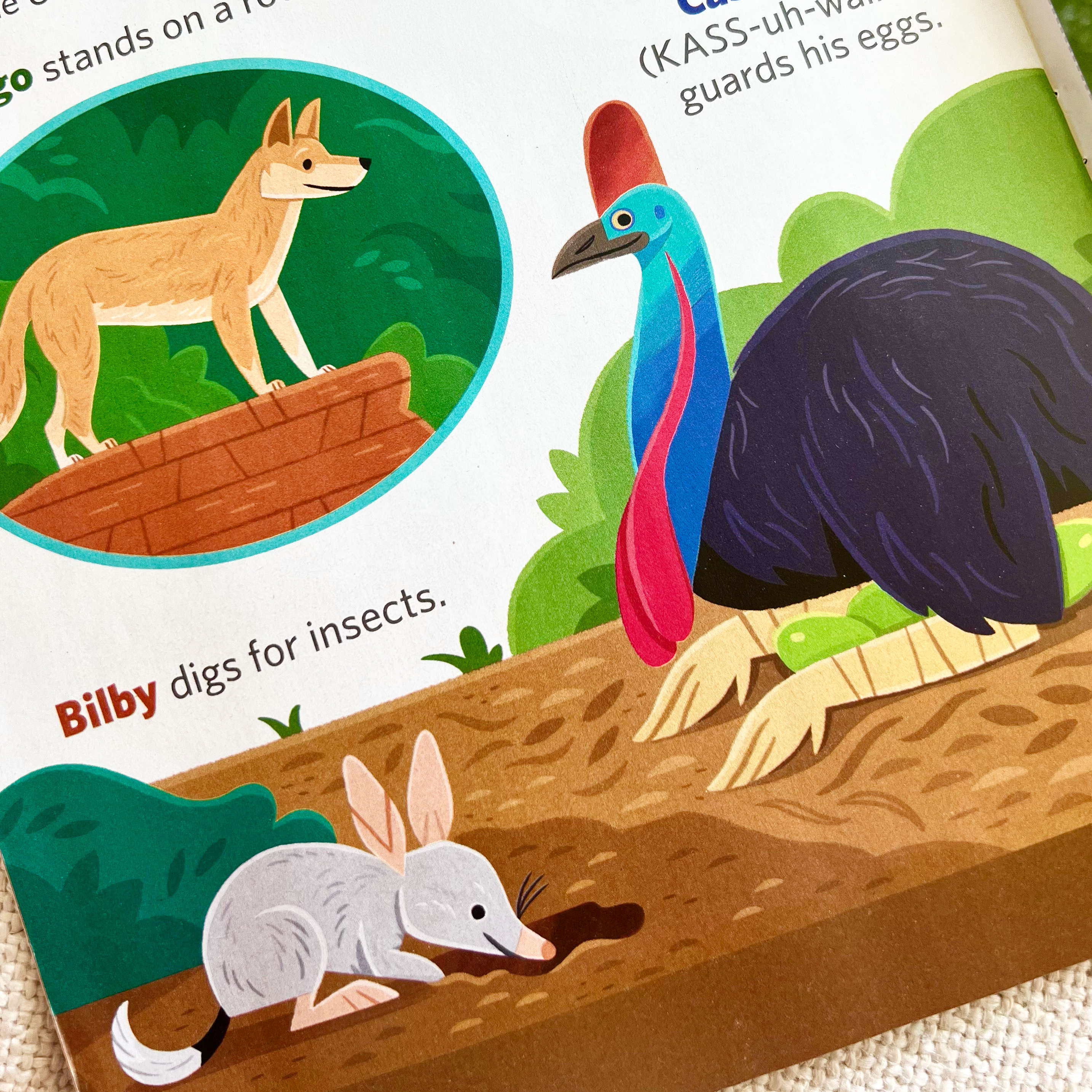 Animals of Australia animals australia childrens book childrens books illustration kidlitart nature wildlife