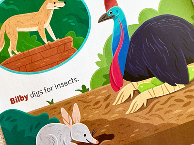 Animals of Australia animals australia childrens book childrens books illustration kidlitart nature wildlife