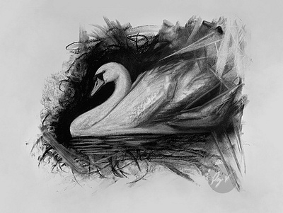 Charcoal drawing of a swan art arte charcoal cisne desenho drawing swan