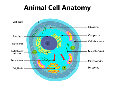 Illustration of the Plant cell anatomy structure. Vector info microscope