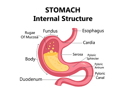 Gastroesophageal reflux disease stomach with main parts labeled. stomach