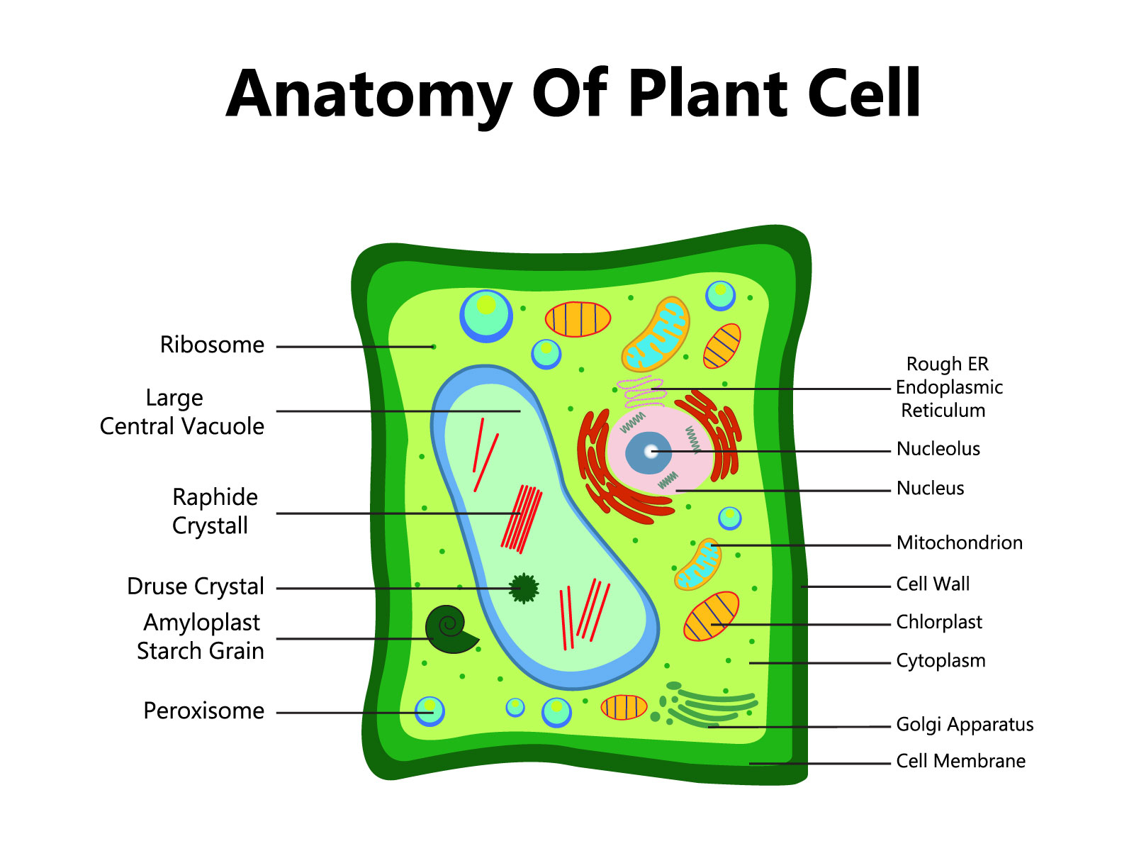 Plant cell, drawing - Stock Image - C004/4381 - Science Photo Library