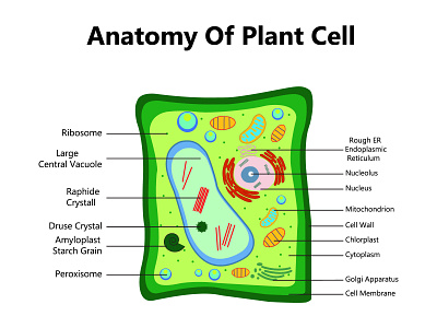 Plant cell structure, anatomy infographic diagram with parts fla biotechnology
