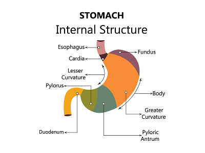 Gastroesophageal reflux disease stomach with main parts labeled. stomach