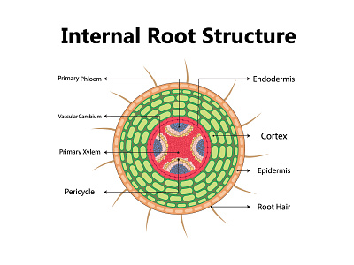 Plant anatomy with structure and internal side view parts cell