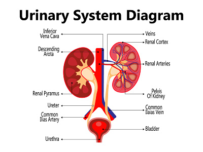 Anatomy of the human urinary system with main parts labeled anatomy