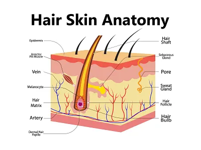 Skin anatomy. Human normal skin dermis, epidermis adipose layers scientific