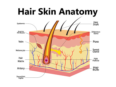 Skin anatomy. Human normal skin dermis, epidermis adipose layers scientific