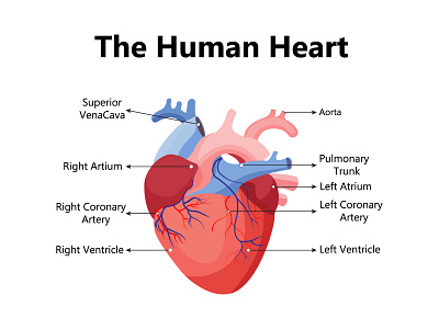 Human heart. The heart with a venous system. Anatomy. Flat vecto system