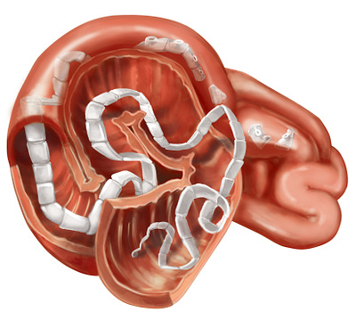 Anatomical Illustration adobe photoshop digital illustration illustration medical illustration veterinary illustration
