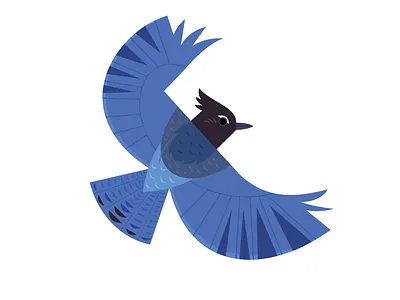 Steller's Jay animals bird birds california design forest icon illustrated birds illustrated icon illustration museum nature vector wildlife