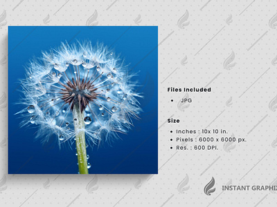 Softness and fragility of a dandelion beauty generative AI . grass . herbs . summer flower ai generated beauty pattern flowers and plants fresh flowers graphic design macro nature plant growth plant seed single flower white flower wildflowers