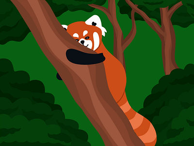 Red Panda Animation animal animation character design flat illustration nature red panda