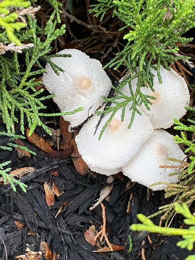 Fresh and wild new hampshire wild mushrooms
