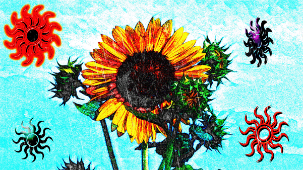 Sunflower in rain 3d animation branding design graphic design illustration logo motion graphics