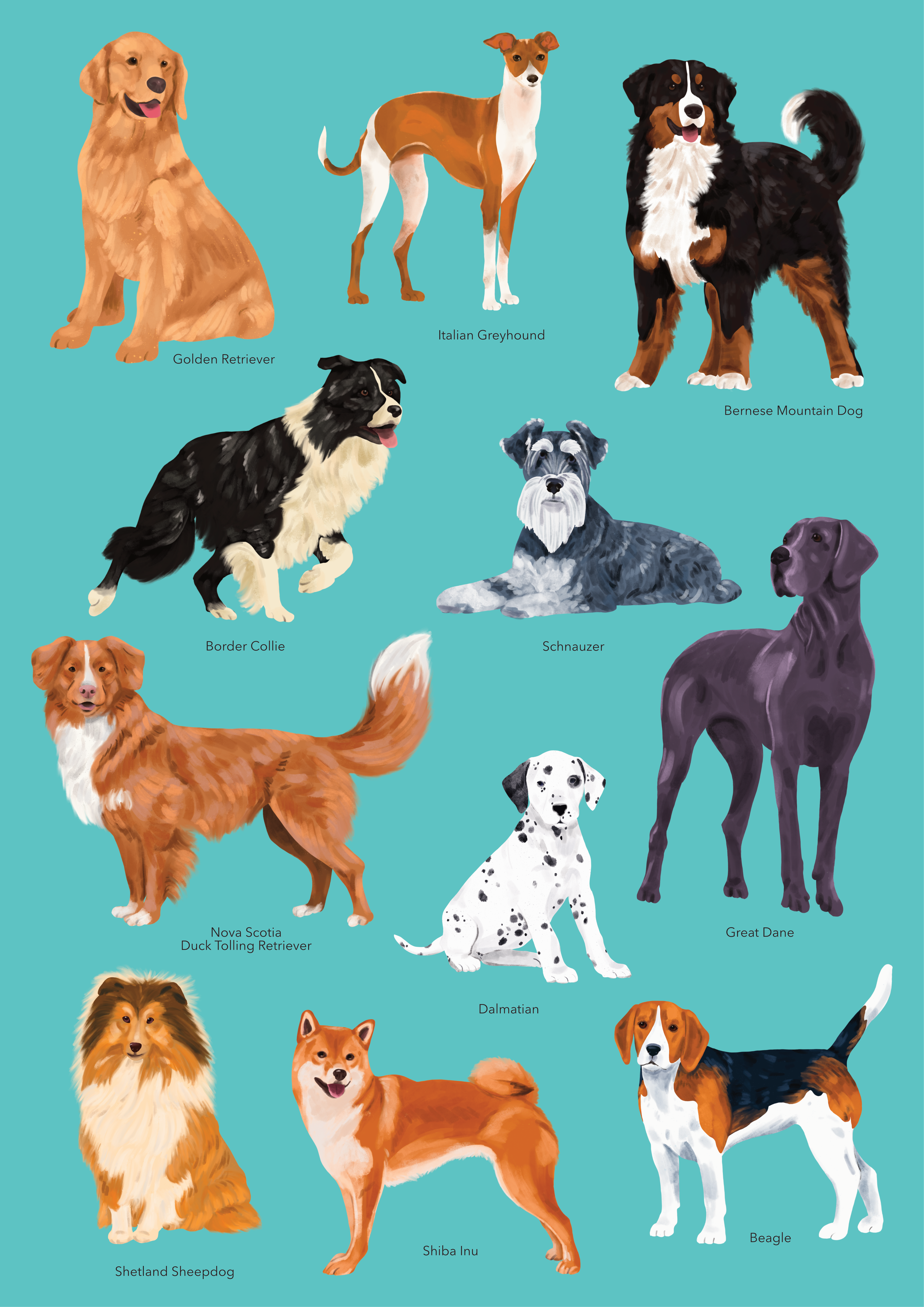 Dog Breeds Poster By Alexina Phlox Thielemans On Dribbble