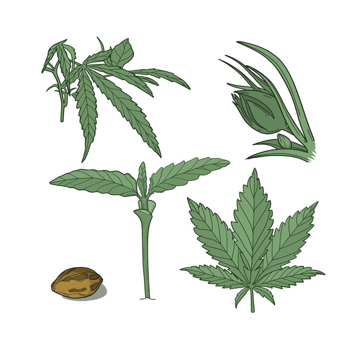 Cannabis illustration botanical botany cannabis draw flat graphic design green hand drawn illustration illustrator leaves line line drawing line illustration marijuana medicine minimalist natural organic plant