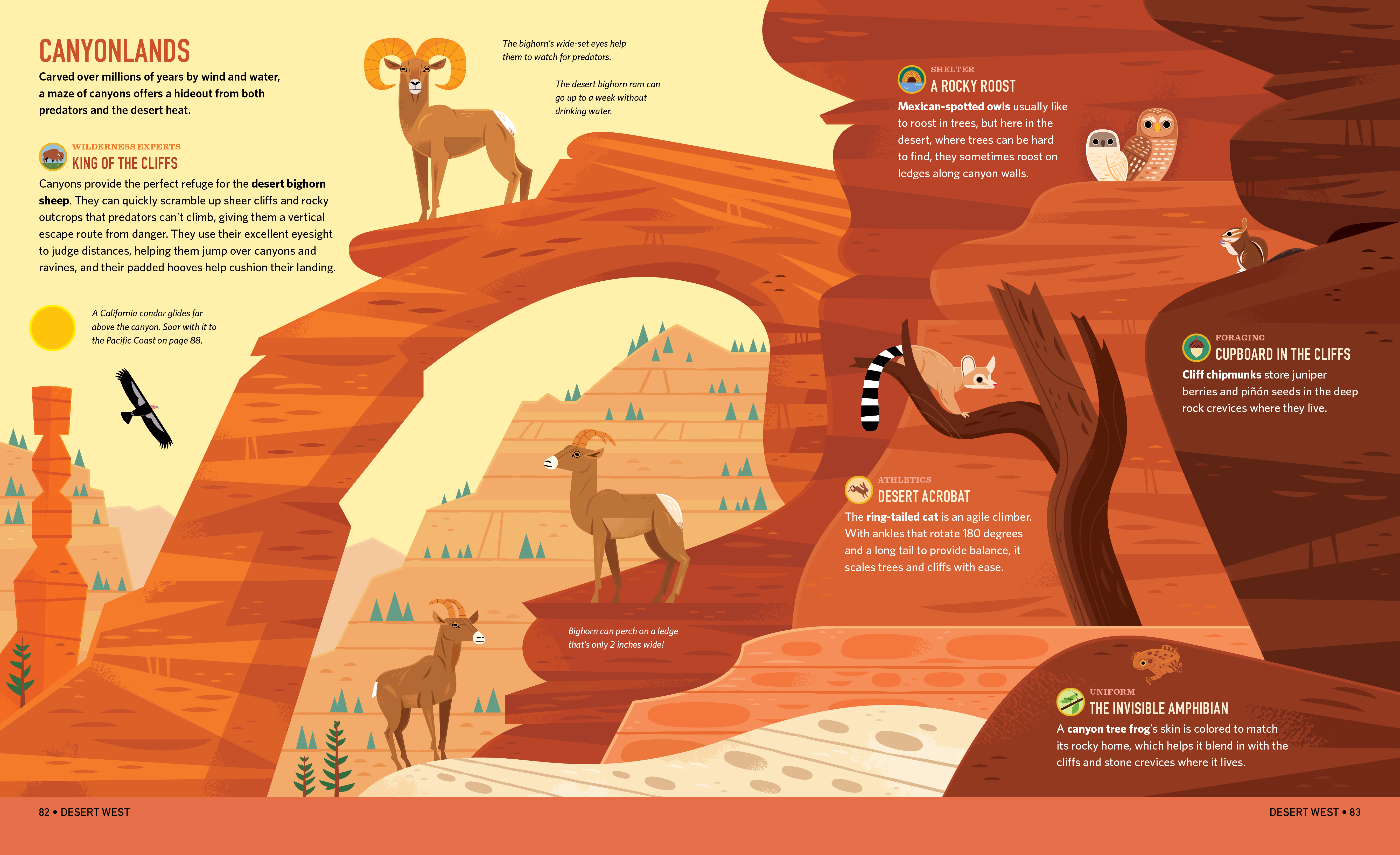Canyonlands animals book design book layout childrens book desert design endangered species illustration infographic kidlitart museum museum display national park national parks nature vector wildlife