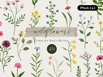 Wildflowers Watercolor Collection aesthetic clipart cute design download floral flower frames illustration pixelbuddha png transparent vintage watercolor