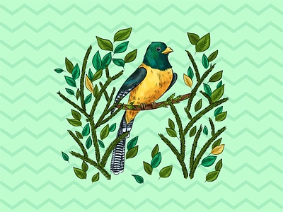 Black-throated trogon bird illustration bird lover birds black throated trogon cartoon style colorful exotic bird green illustration nature vector vector art vector drawing vector illustration wildlife