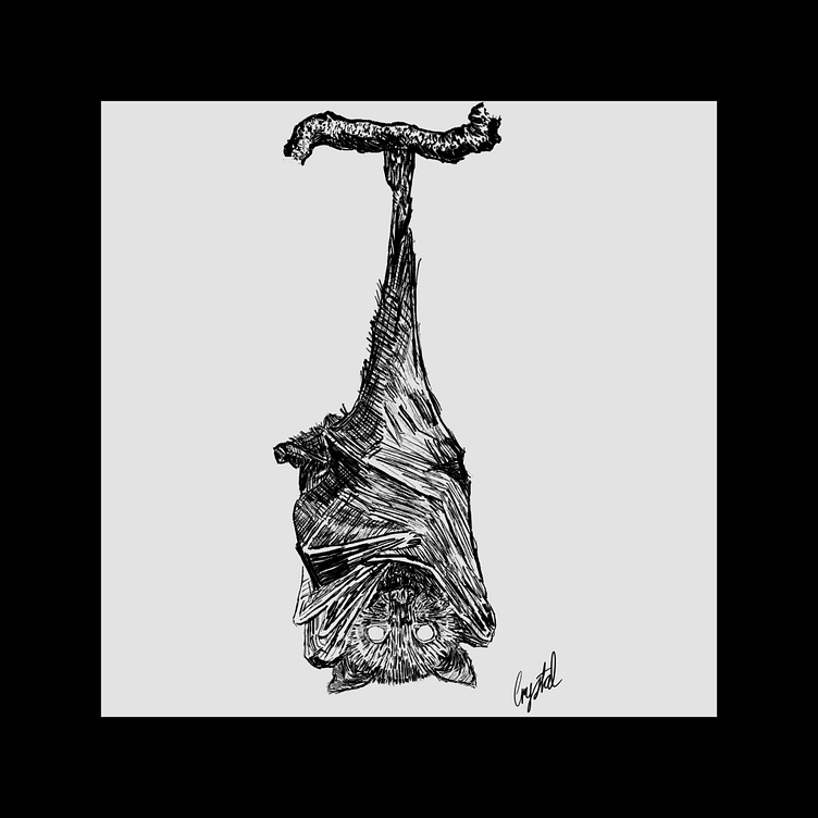 hanging bat drawing