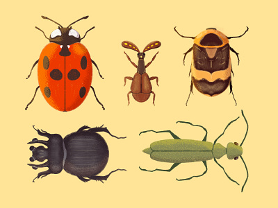 Beetles - Personal Illustration beetles branding design graphic design illustration insects nature procreate