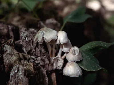 Mushrooms #4 mushrooms photography
