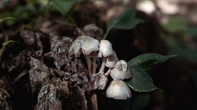 Mushrooms #4 mushrooms photography