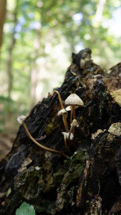 Mushrooms #16 mushrooms photography