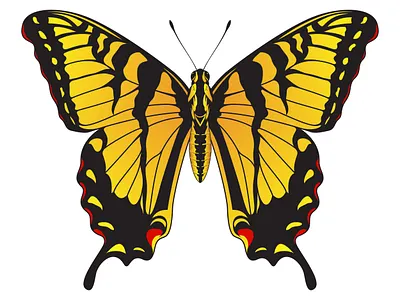 Tiger Swallowtail Butterfly - Yellow and Black Striped Butterfly beautiful black striped branding butterfly design graphic design illustration logo swallowtail butterfly tiger swallowtail butterfly vector yellow striped