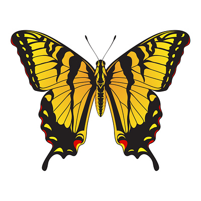 Tiger Swallowtail Butterfly - Yellow and Black Striped Butterfly beautiful black striped branding butterfly design graphic design illustration logo swallowtail butterfly tiger swallowtail butterfly vector yellow striped