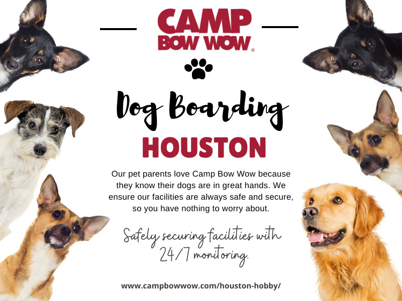 Houston Dog Boarding Services by Camp Bow Wow Houston Hobby on Dribbble