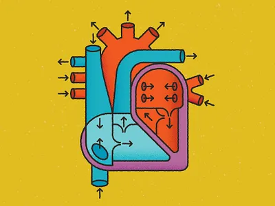 Human Heart Diagram anatomy arrows blood body chambers chris rooney cross section diagram explainer heart human illustration life medical organ surgery