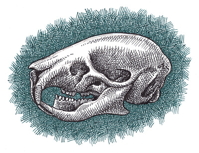 Mouse Skull anatomy animals art artist artwork drawing green hand drawn illustration ink mouse scientific skull