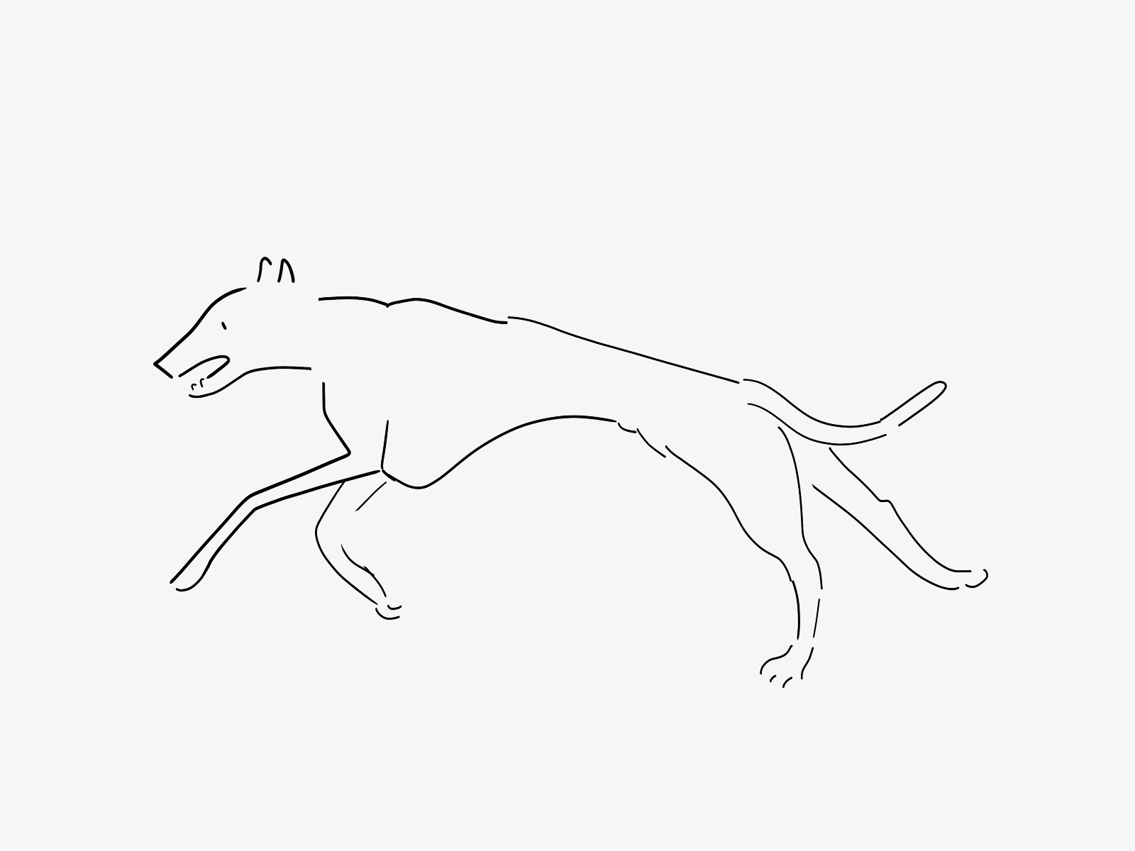 Greyhound animation design dog graphic design greyhound handdrawn illustration motion motion graphics run sketch