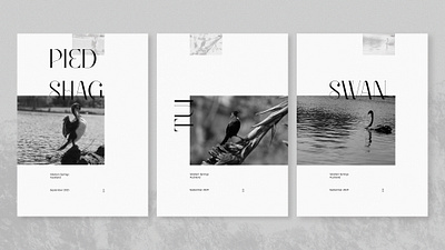 Bird Posters animals birds design graphic design layout design poster