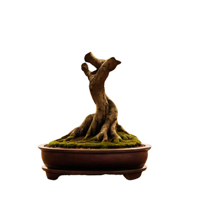 A tree trunk with roots in a pot bonsai nature pot tree