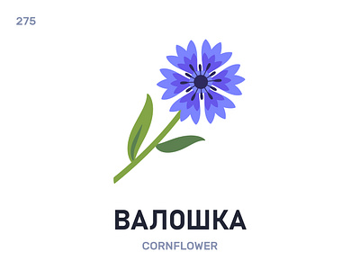 Валóшка / Cornflower belarus belarusian language daily flat icon illustration vector