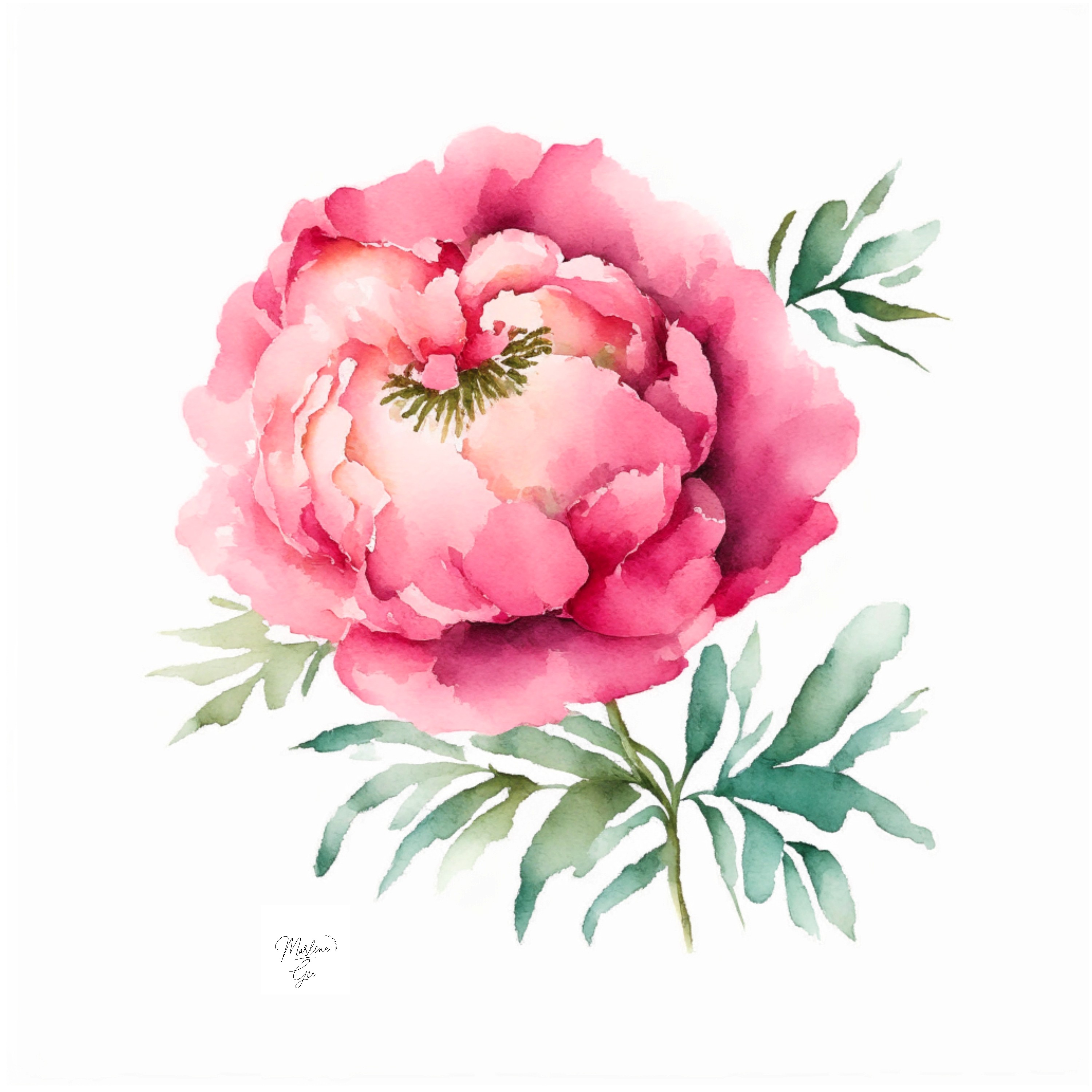 Peony B Flower Portrait In Watercolors & Pen By Chesapeake Farms LLC On ...