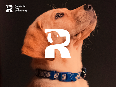 R and Dog Logo Combination brand brand identity branding color design dog dog logo illustration logo pet pet logo prio hans r r logo typography ui ux vector