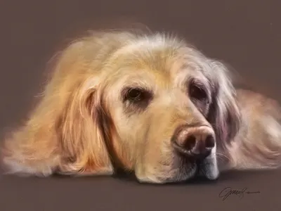 Willie the Dog dog drawing golden pet portrait procreate