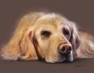Willie the Dog dog drawing golden pet portrait procreate