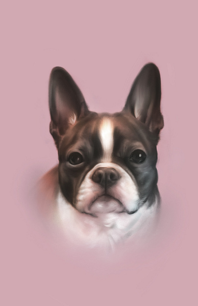 Trixie boston dog drawing pet portrait procreate terrier